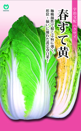 モリ　ハクサイの種　品種結福　訳あり品　11缶 ハクサイ みねぶき505｜種（タネ）,球根,苗,資材,ガーデニング