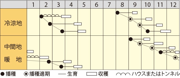 ホウレンソウ　カーニバル