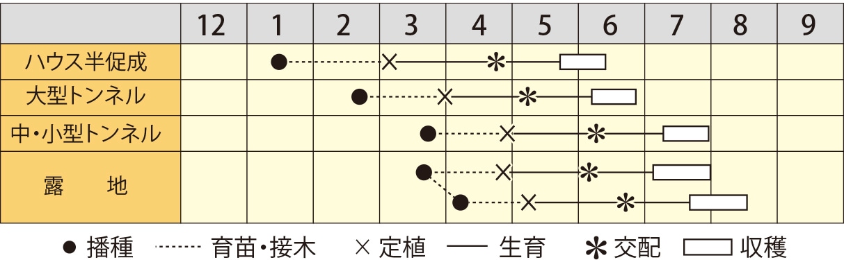 小玉スイカ　極みスイート