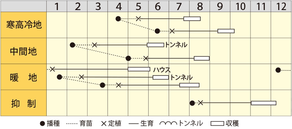 カボチャ　ホクホクマロン