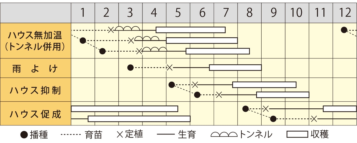ミニトマト　まるっ娘（こ）イエロー