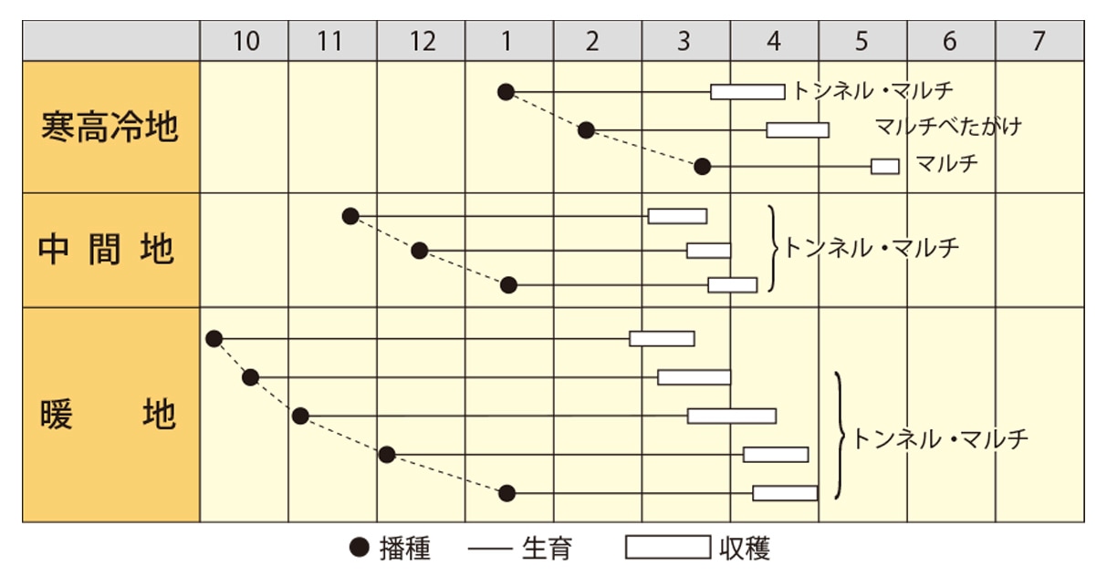 春ダイコン　春の極み