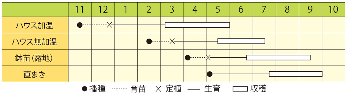 ゴーヤ（ニガウリ）　パールゴーヤ