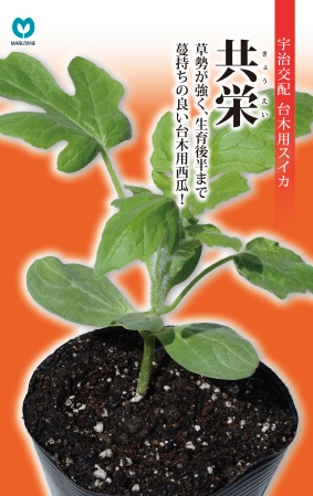 まるたねさん専用 丸種オンラインショップ 野菜種子販売