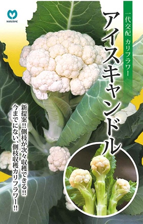 カリフラワー　アイスキャンドル