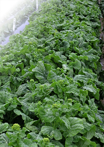 ハナナ　華の極み