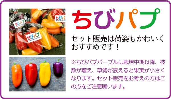 小型カラーピーマン　ちびパプ
