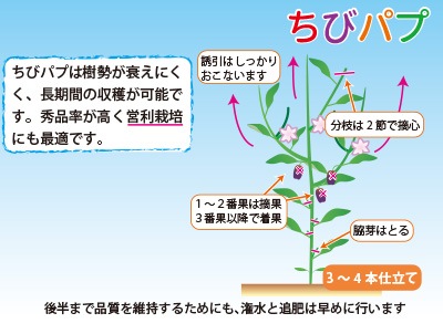 小型カラーピーマン　ちびパプ