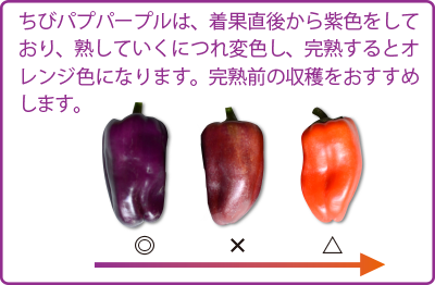 小型カラーピーマン　ちびパプ