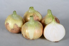 タマネギ　極早生育ちFA