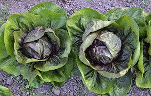 トレビス　ジュリエッタ