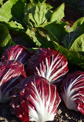 トレビス　ジュリエッタ