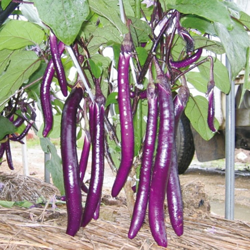 ナス 味むらさき | 果菜類,ナス | 丸種オンラインショップ |野菜種子販売