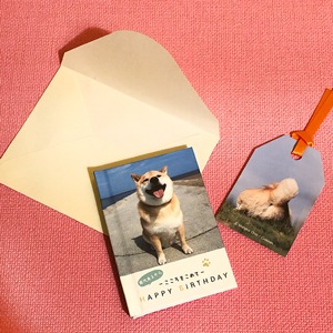 柴犬まるの豆ブック(栞・封筒付き)|柴犬まるグッズ公式通販marutaro.shop 柴犬まるの豆ブック(栞・封筒付き)|柴犬まるグッズ公式通販marutaro.shop