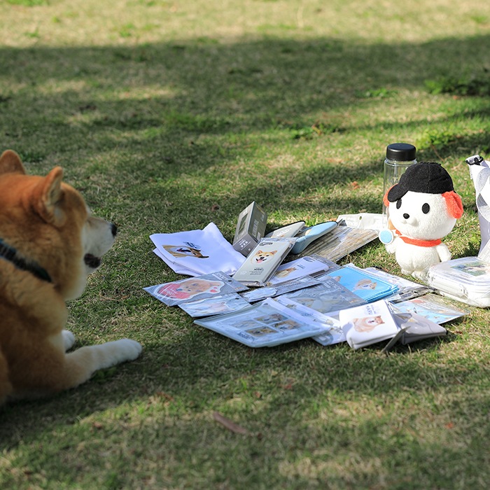 キャンドゥ第9弾 Iphoneケース 7 8 Se 第2世代 柴犬まるグッズ公式通販 Marutaro Shop