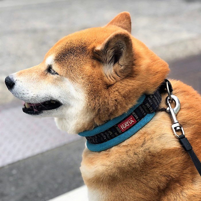 柴犬まるとおそろ首輪 Ratia Soft Collars With Fleece Padding 柴犬まるグッズ公式通販 Marutaro Shop 柴犬まるとおそろ首輪 Ratia Soft Collars With Fleece Padding 柴犬まるグッズ公式通販 Marutaro Shop
