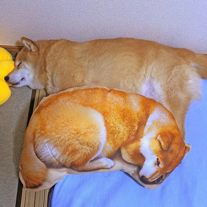 �����������������åȤͤ�ͤޤ륯�å����