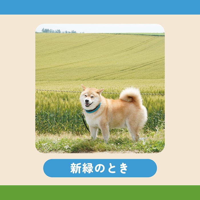 柴丸 柴犬まる☆アクリルスタンド|柴犬まるグッズ公式通販【marutaro