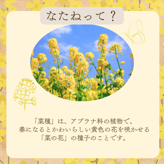 なたね油910g 公式通販【マルタショップ】