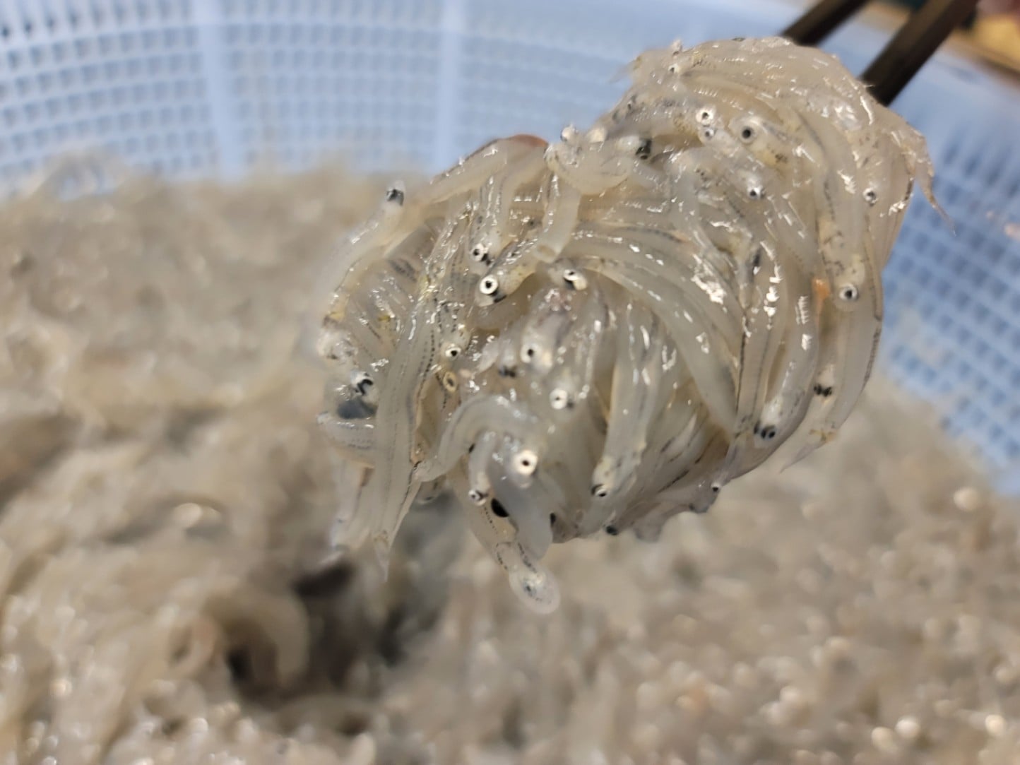 瞬間冷結！刺身用生しらす【大津港産】｜店舗で探す,北茨城市商工会