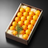 �ⴻ�֤���������(��20��24γ��)