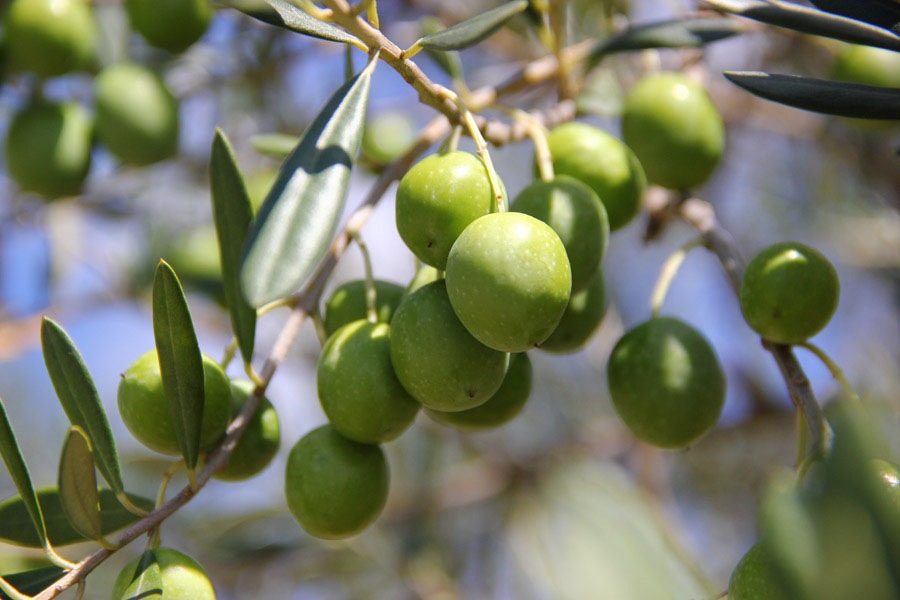 新漬けオリーブ　100ｇ　　　