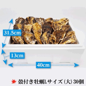 (褭)γդL()