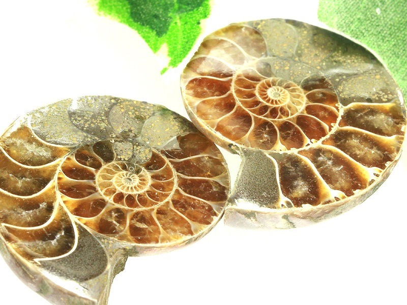 ≪原石祭り20%OFF≫限定入荷!☆人気の古代生物化石!シラー・艶
