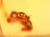 ≪原石祭り20%OFF≫【1点物】激レア！★FAファイナルグレード★極上品！超ビッグサイズ★透明度◎圧縮なしの天然★古代の虫入り★コロンビア産天然ヤングアンバー（琥珀・こはく/COPAL）ポリッシュ原