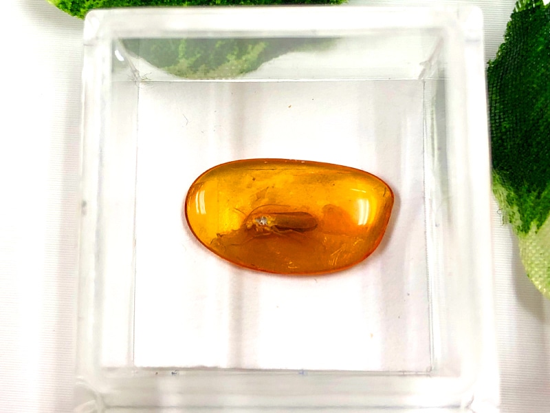 ドミニカ産琥珀 虫入り琥珀 約4・5グラム