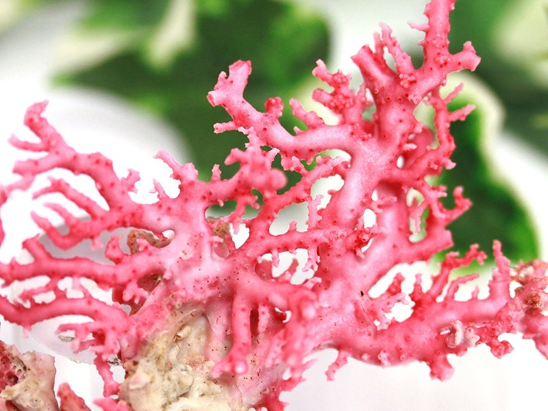 珊瑚　原木　桃色　コーラルピンク系　総量235.5g 珊瑚 原木 桃色 コーラルピンク系 総量235.5g 珊瑚 原木 桃色 コーラル