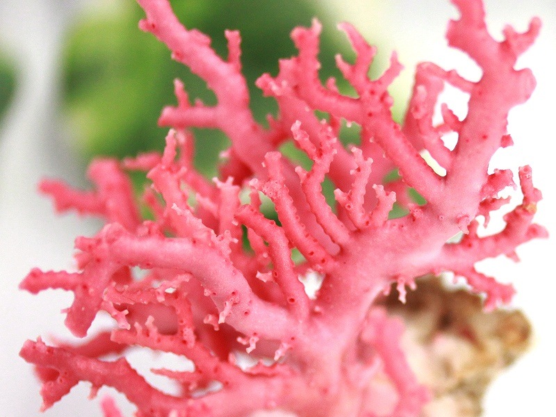 1点物】激レア！☆華やかピンク☆生命力・守護☆天然石/台湾産/ピンク  