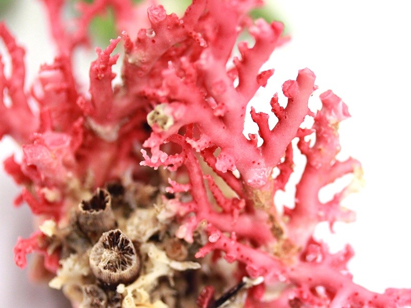 天然 珊瑚 サンゴ珊瑚 ガラスケース入り / 置物 飾り物