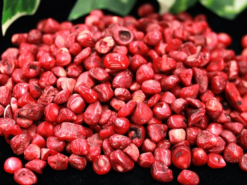 本肉赤珊瑚 原木 トウエ 東さ6-1216☆1F 高知県産 30