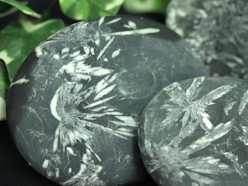 菊花石chrysanthemum stone