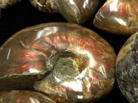 限定入荷★人気の古代生物化石！★天然化石/アンモナイト/161〜170g/1個【ネコポス不可】【天然石/パワーストーン】【アメリカツーソン・香港展示会・世界各地出展品買い付け】|原石・タンブル・ボール