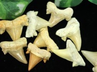 【USAツーソンミネラルショー商品】限定入荷！★古代の神秘！★人気の古代生物化石！★魔除け・繁栄★モロッコ産★天然化石/古代種サメの歯化石/Mサイズ/1個【天然石/パワーストーン】|原石・タンブル・ボ