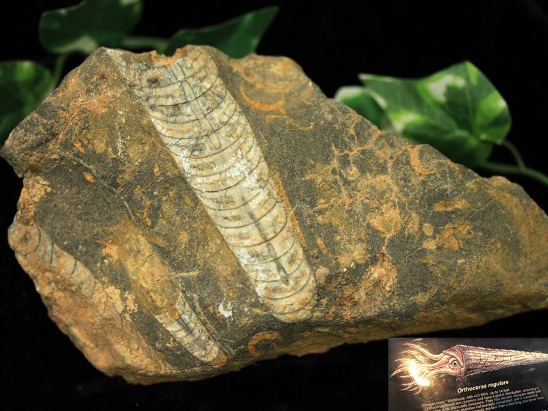 オレンジカルサイト 593ｇ オレンジカルサイト 593ｇ １点物Silver925◇高発色 オレンジカル