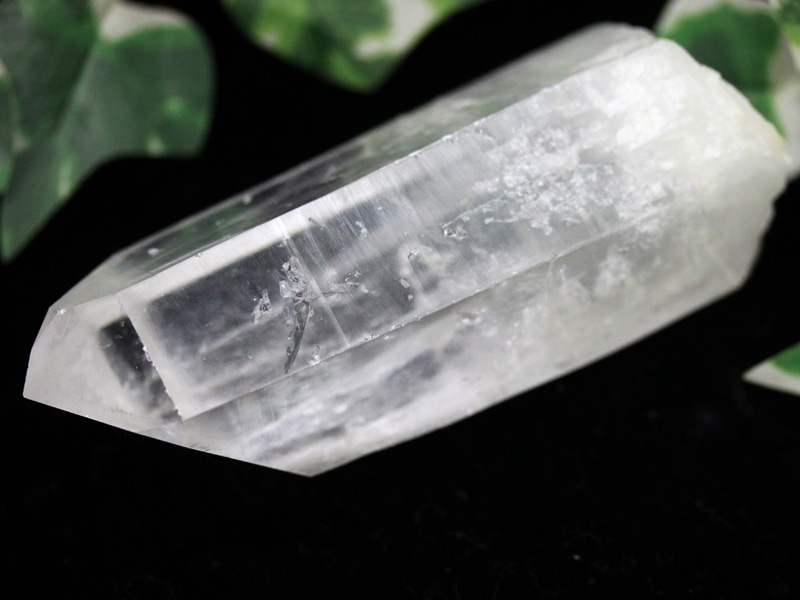 ��USA�ġ�����ߥͥ�륷�硼���ʡ�1��ʪ��������ꥢ�ͤα��ҡ���ޤ줿�����ɡ�������ӥ�����ŷ������/������ӥ�����ꥢ�󥷡��ɥ�������(���ꥢ��徽/Colombian Lemurian)/��180g/1�ġڥͥ��ݥ��Բġۡ�ŷ����/�ѥ���ȡ����