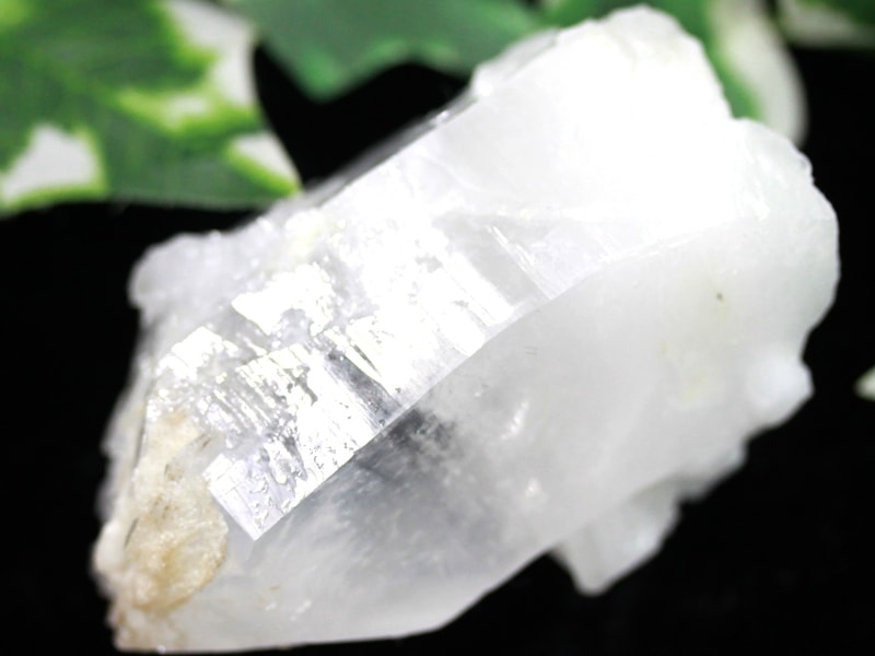 ��USA�ġ�����ߥͥ�륷�硼���ʡ�1��ʪ��������ꥢ�ͤα��ҡ���ޤ줿�����ɡ��С��ʥ����������ӥ�����ŷ������/������ӥ�����ꥢ�󥷡��ɥ�������(���ꥢ��徽/Colombian Lemurian)/��135g/1�ġڥͥ��ݥ��Բġۡ�ŷ����/�ѥ���ȡ����