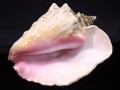 USAġߥͥ륷硼ʡ۷쥢缫οȯԥ󥯥顼˾ȤꡦUSA/ŷ/󥳥󥯥(󥯳/Queen Conch Shell)/1.3kg/1ġڥͥݥԲġۡŷ/ѥȡ