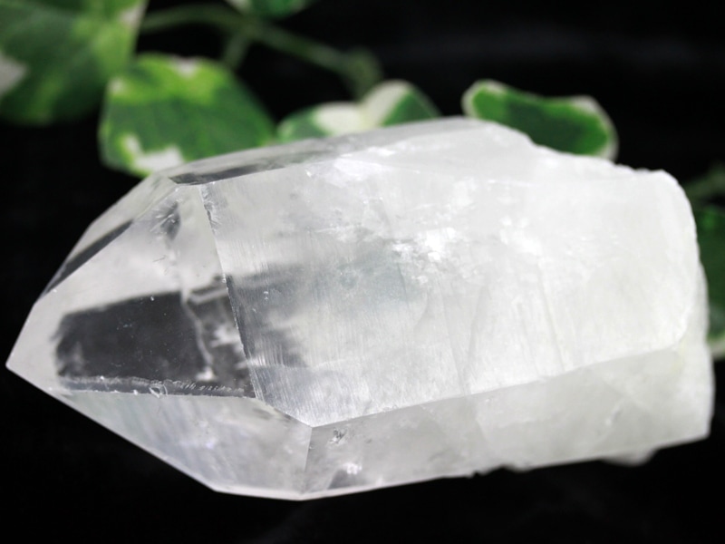 ��USA�ġ�����ߥͥ�륷�硼���ʡ�1��ʪ��������ꥢ�ͤα��ҡ���ޤ줿�����ɡ�������&�С��ʥ���&���ȥ졼������������ӥ�����ŷ������/������ӥ�����ꥢ�󥷡��ɥ�������(���ꥢ��徽/Colombian Lemurian)/��404g/1�ġ�DM���Բġۡ�ŷ����/�ѥ���ȡ����