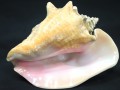 USAġߥͥ륷硼ʡ۷쥢缫οȯԥ󥯥顼˾ȤꡦUSA/ŷ/󥳥󥯥(󥯳/Queen Conch Shell)/1065g/1ġŷ/ѥȡ