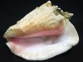 USAġߥͥ륷硼ʡ۷쥢缫οȯԥ󥯥顼˾ȤꡦUSA/ŷ/󥳥󥯥(󥯳/Queen Conch Shell)/1530g/1ġŷ/ѥȡ