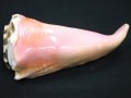 USAġߥͥ륷硼ʡ۷쥢缫οȯԥ󥯥顼˾ȤꡦUSA/ŷ/󥳥󥯥(󥯳/Queen Conch Shell)/619g/1ġŷ/ѥȡ