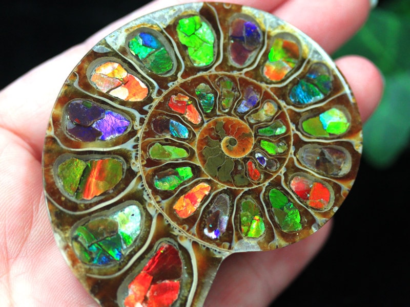 宝石ルース アンモライト 化石 Ammolite /約6.3g/1個 カナダ産
