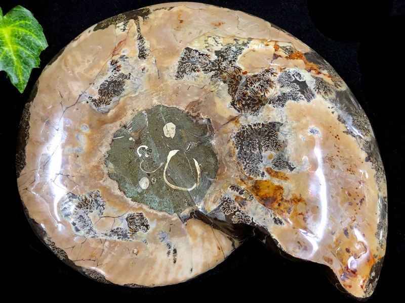 1点物！超激レア！虹色に輝くイリデッセンス☆アンモナイト化石