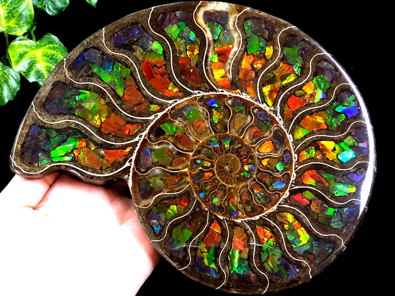 1点物！超激レア！虹色に輝くイリデッセンス☆アンモナイト化石宝石
