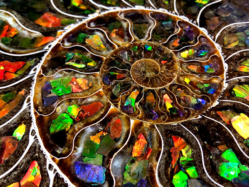 絶品★数万個の一個★天然マダガスカル産 化石 イリデッセンス アンモライト超 絶品☆数万個の一個☆天然マダガスカル産 化石 イリデッセンス