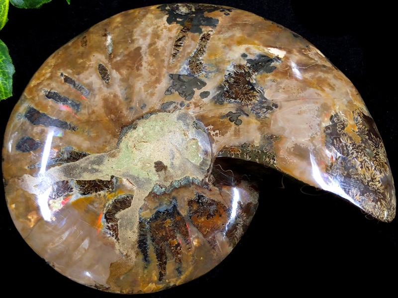 1点物！超激レア！虹色に輝くイリデッセンス☆アンモナイト化石宝石